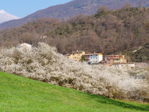 I Conti